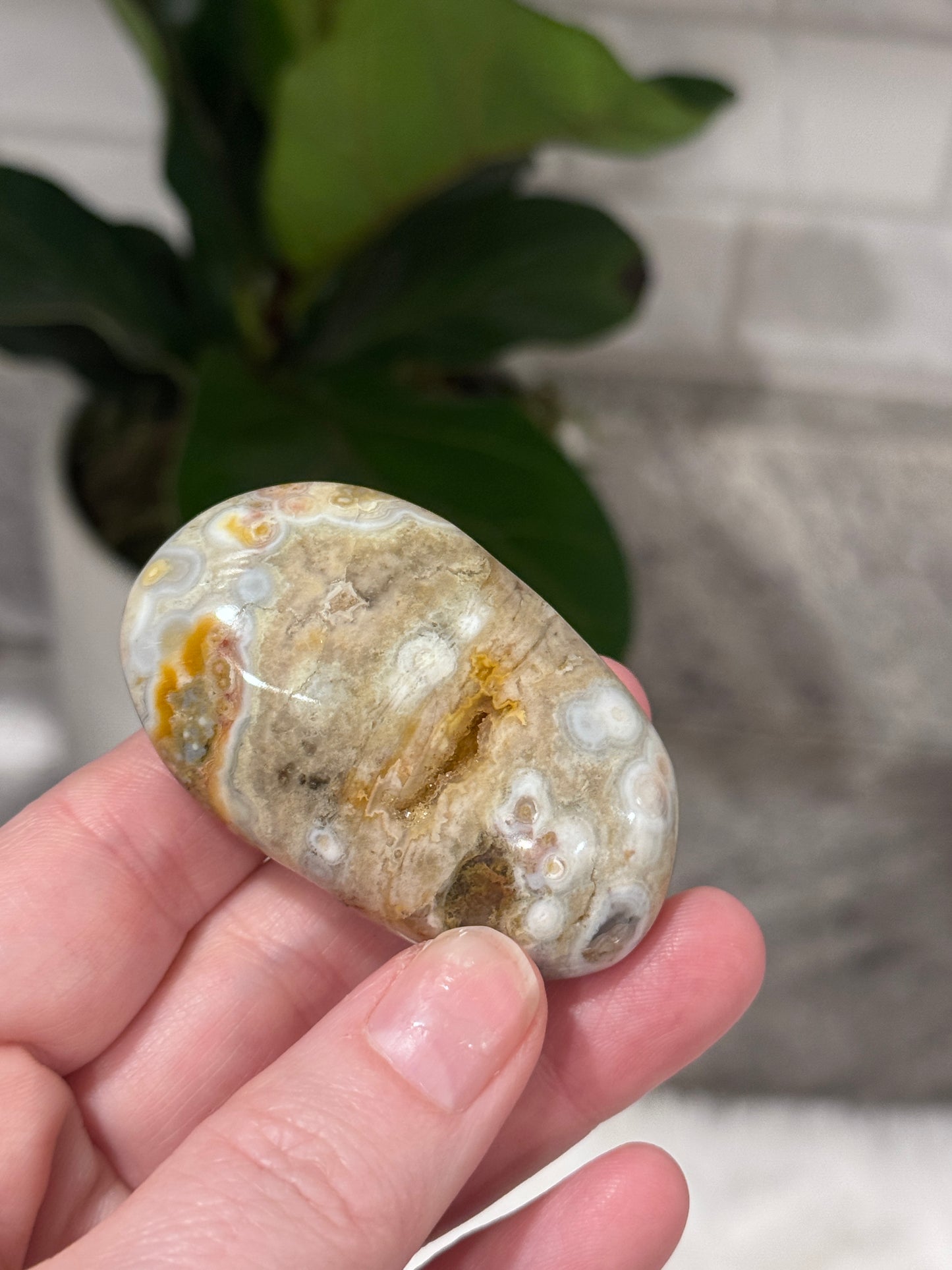 Ocean Jasper Palmstone